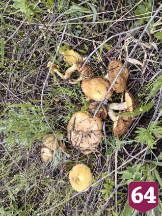 Саратовцы на лугу собирали опята
